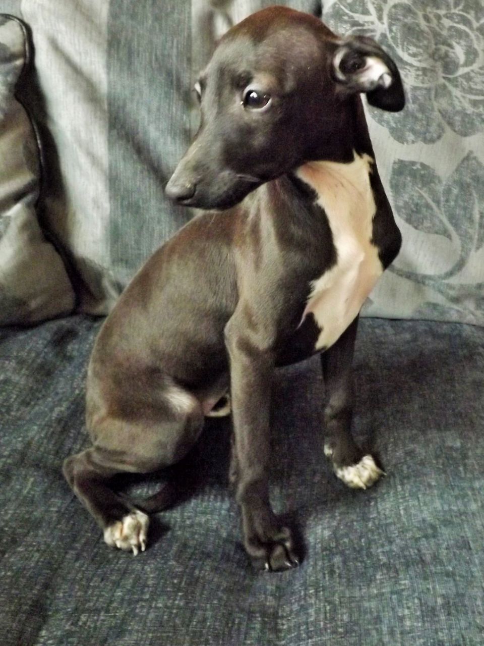 Blue Italian Greyhound Puppies Picture