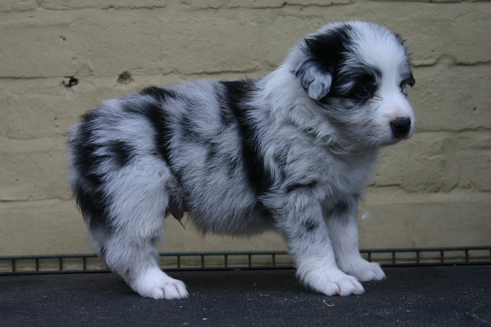 Blue Merle Border Collies Picture