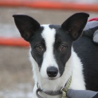 Border-Collies-Picture-Mn