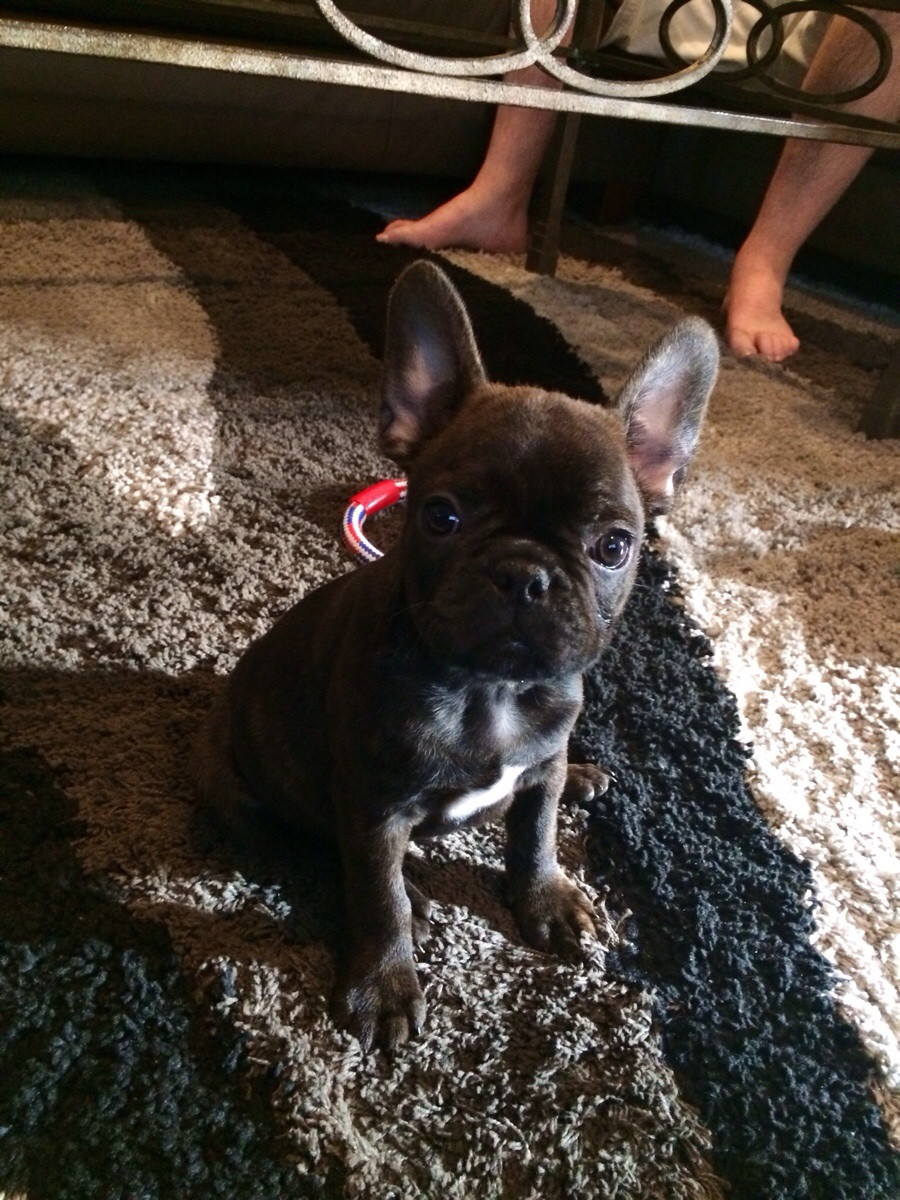 Boston Terrier French Bulldog Mix Puppies Picture