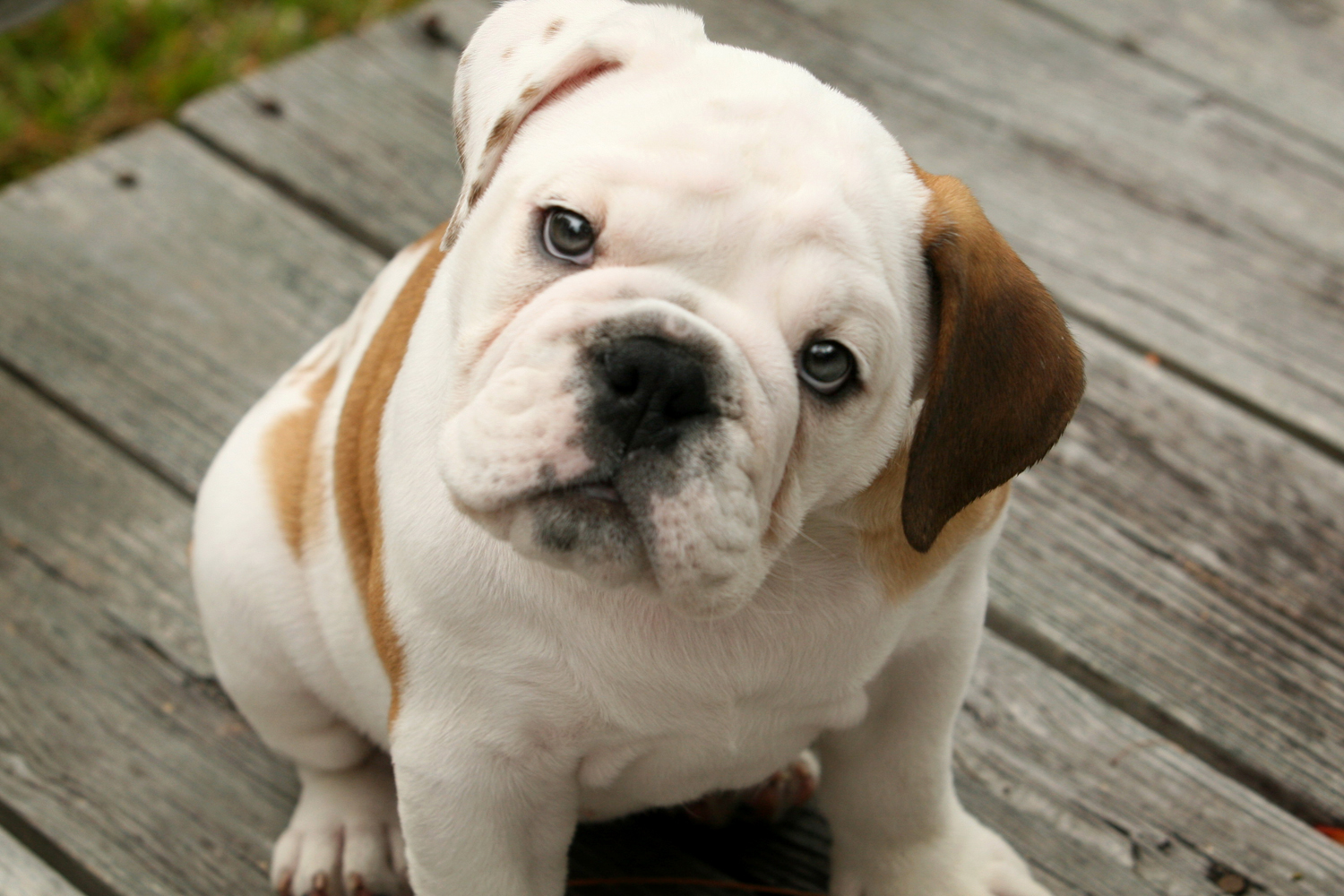 Boxer American Bulldog Mix Puppies Picture