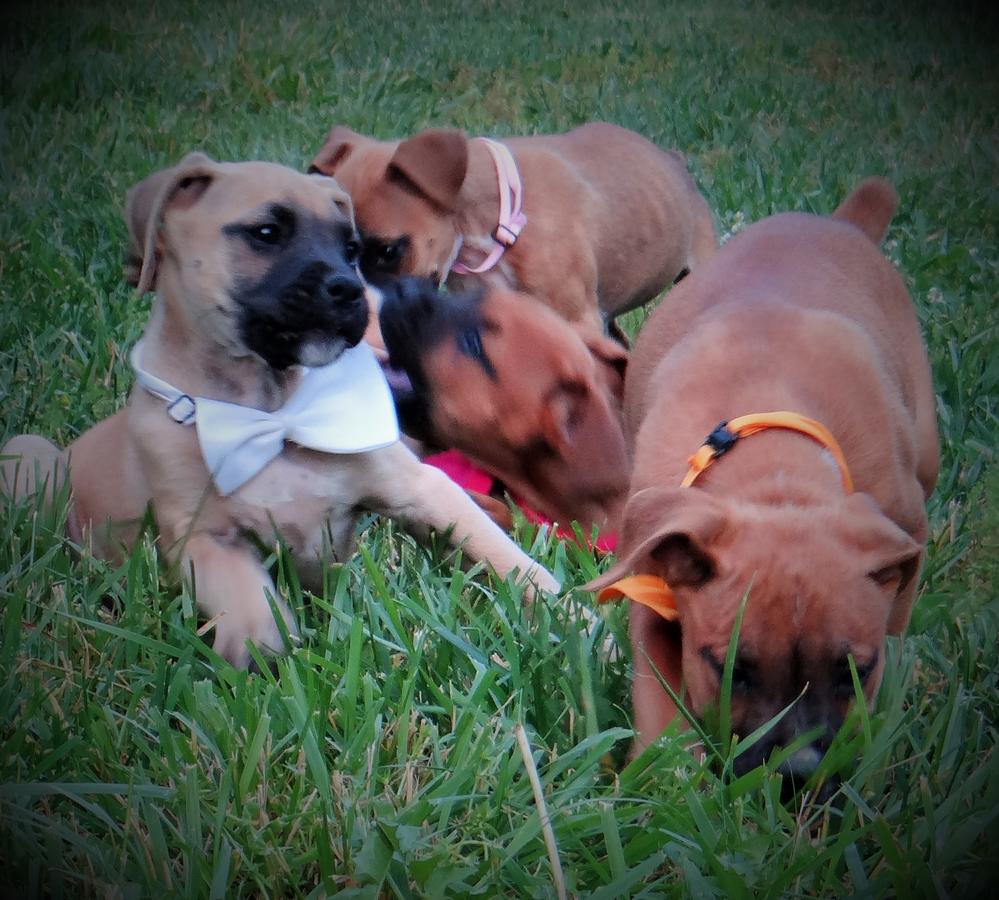 Boxer Puppies Picture Charlotte Nc