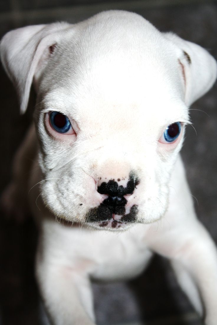 Boxer Puppies Picture Nd