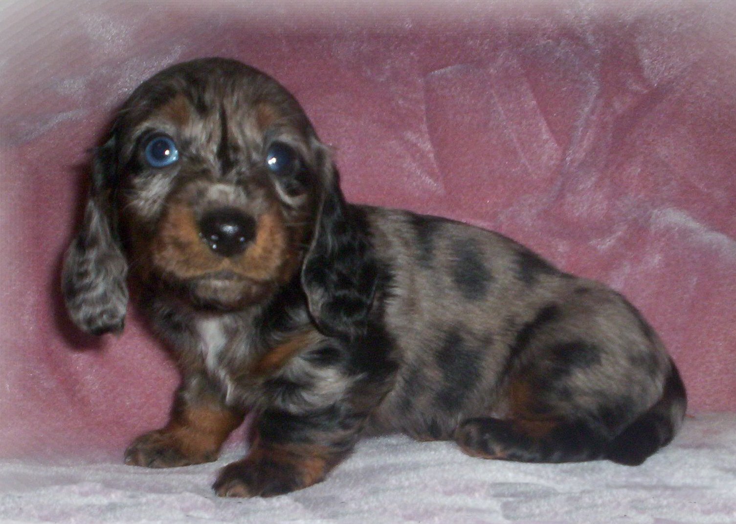 Brindle Dachshund Puppies Picture