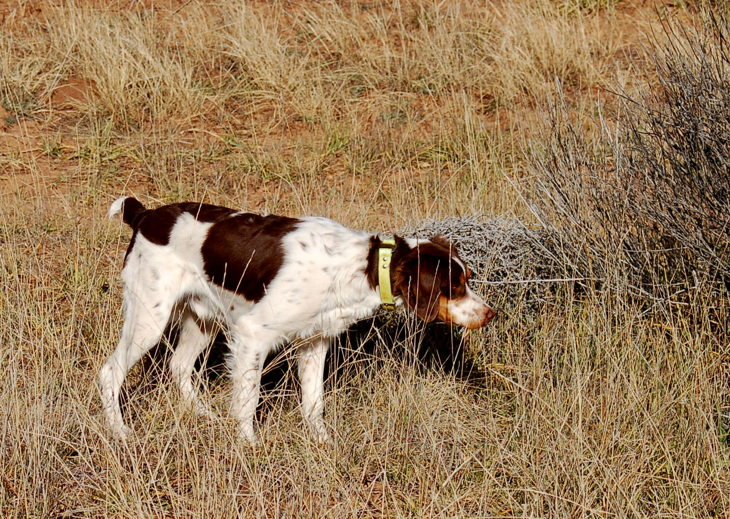 Brittany Hunting Dogs Picture