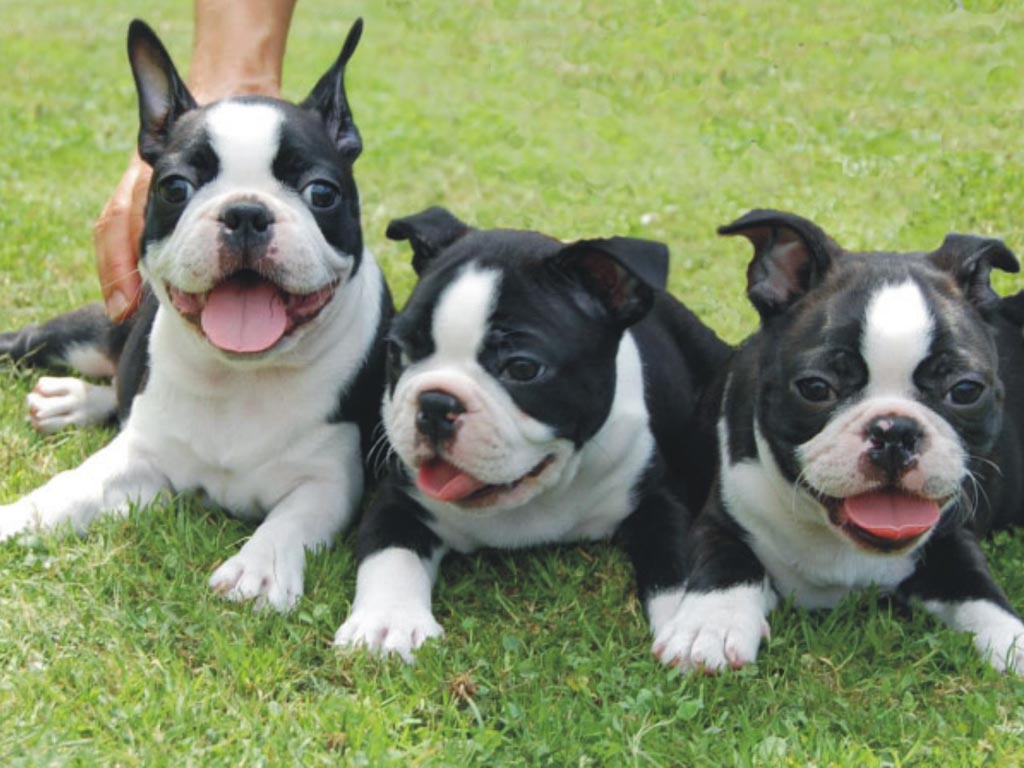 Brown Boston Terrier Puppies Picture