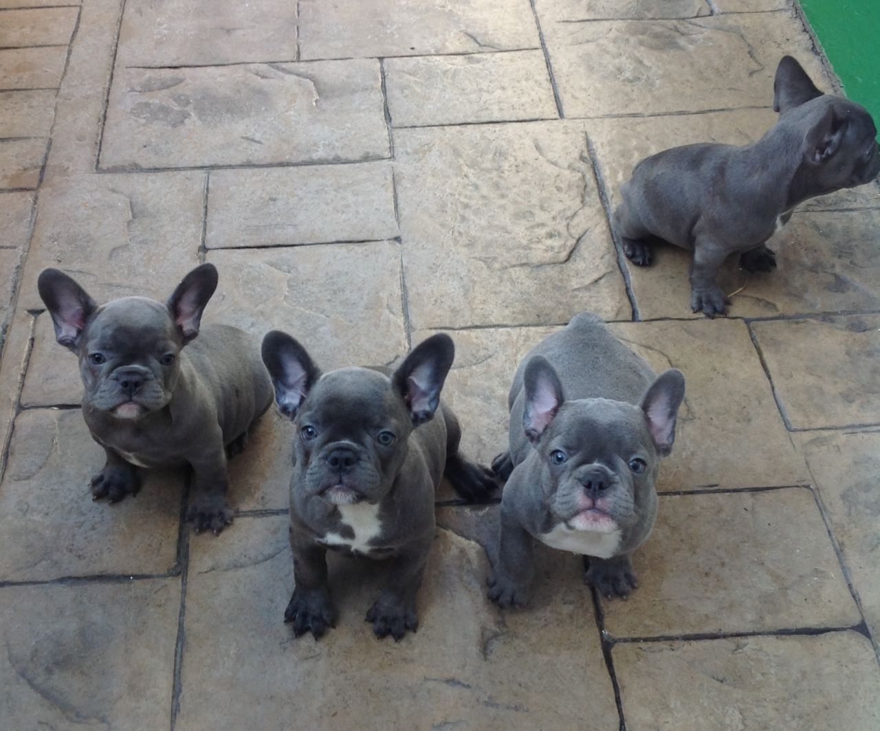 Brown French Bulldog Puppies Picture