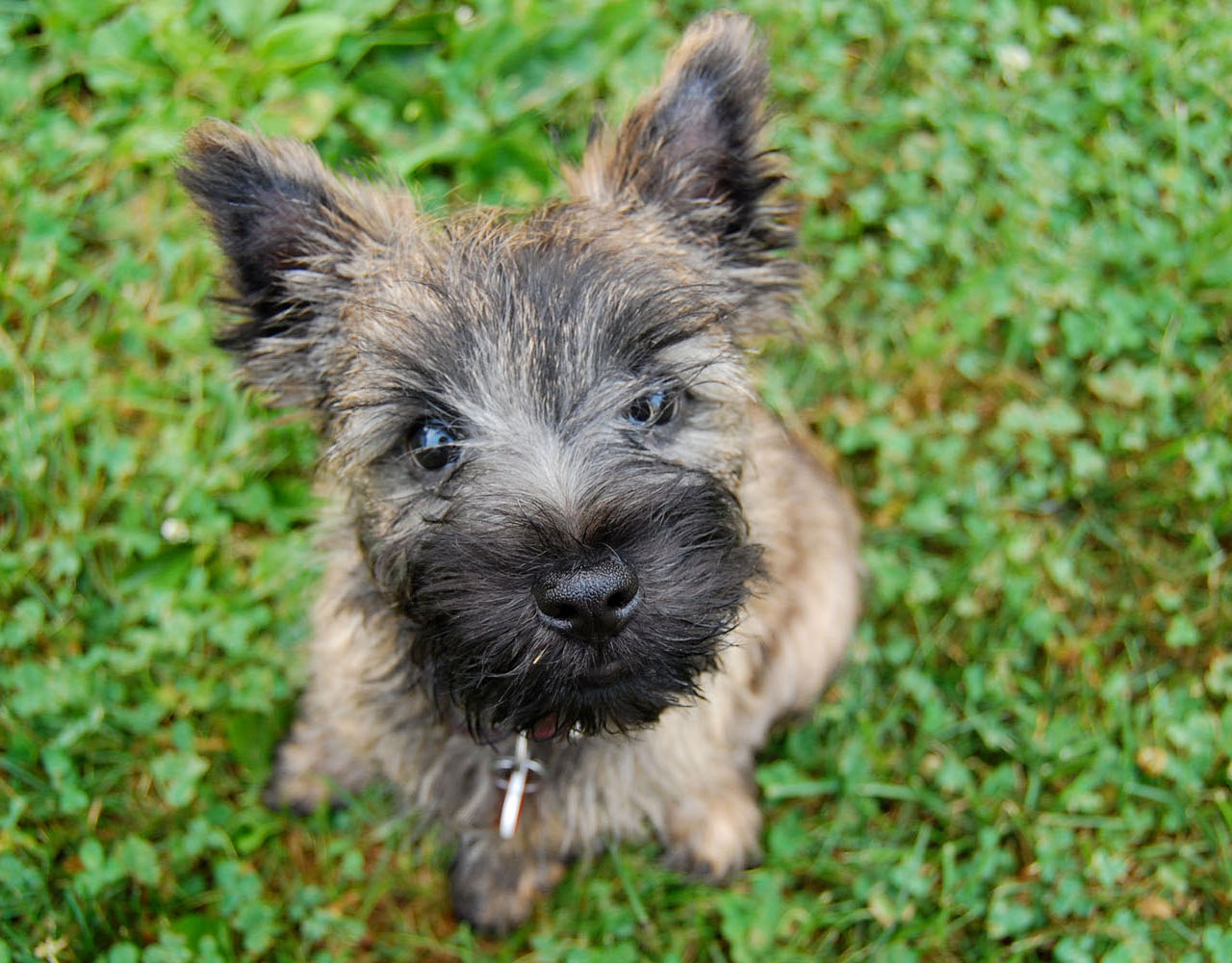 Cairn Terrier Puppies Picture Michigan