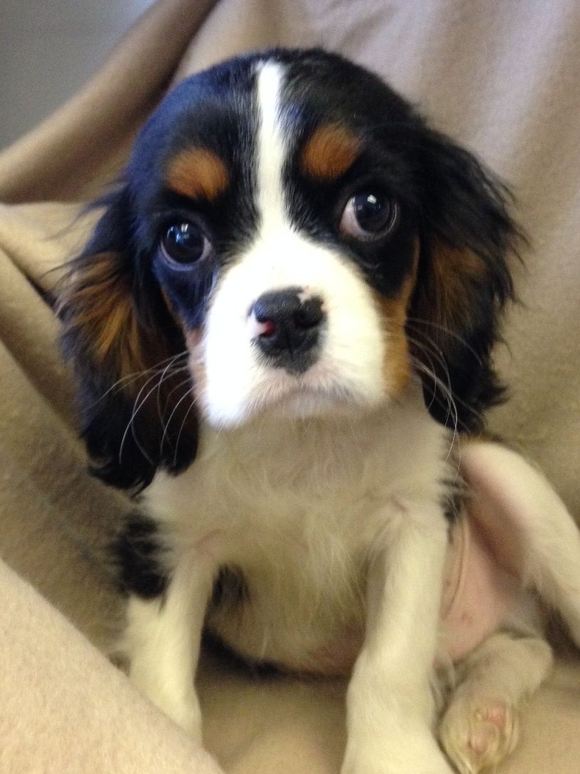 Cavalier King Charles Spaniel Rescue Puppies Picture