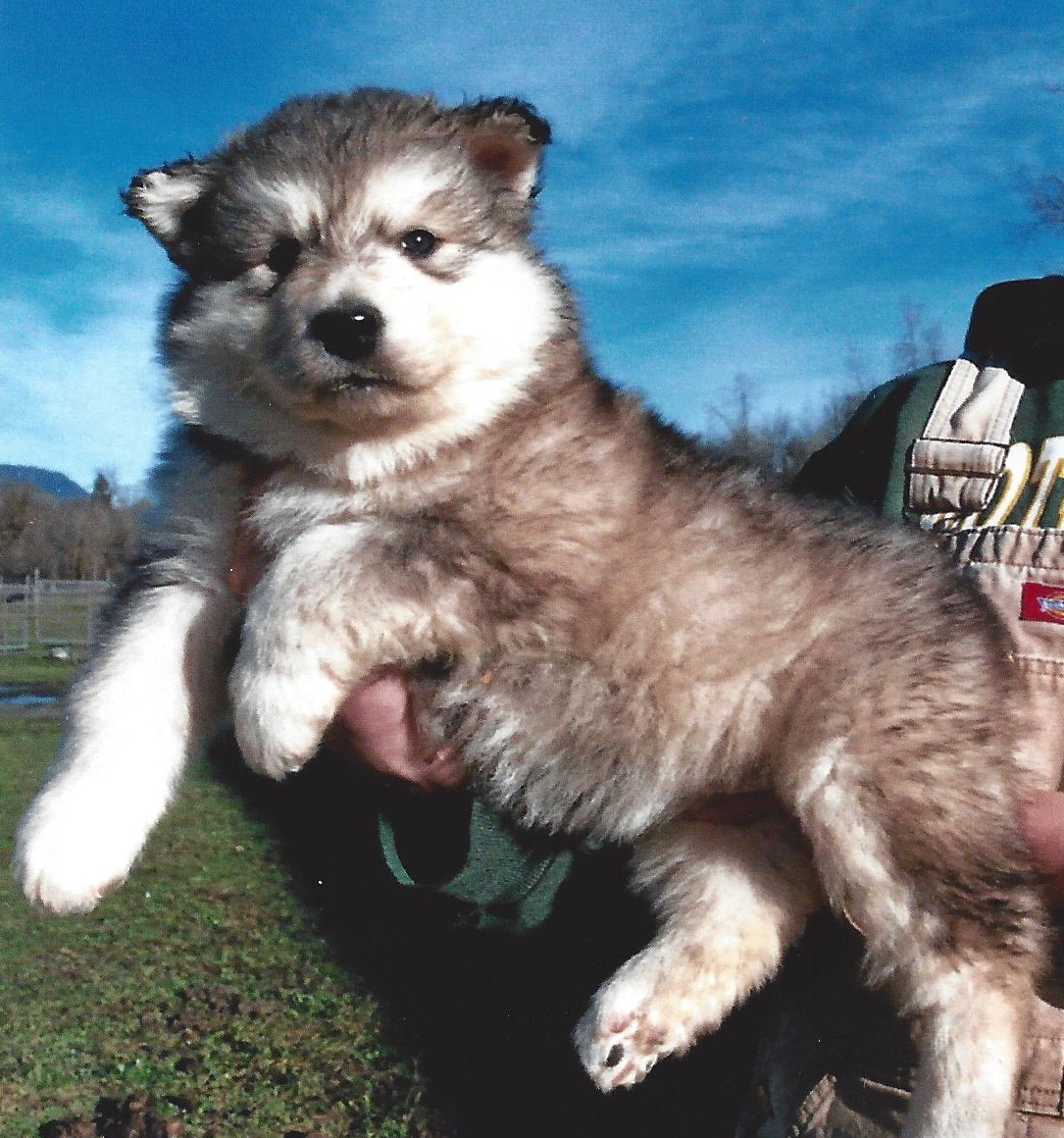 Cheap Alaskan Malamute Puppies Picture
