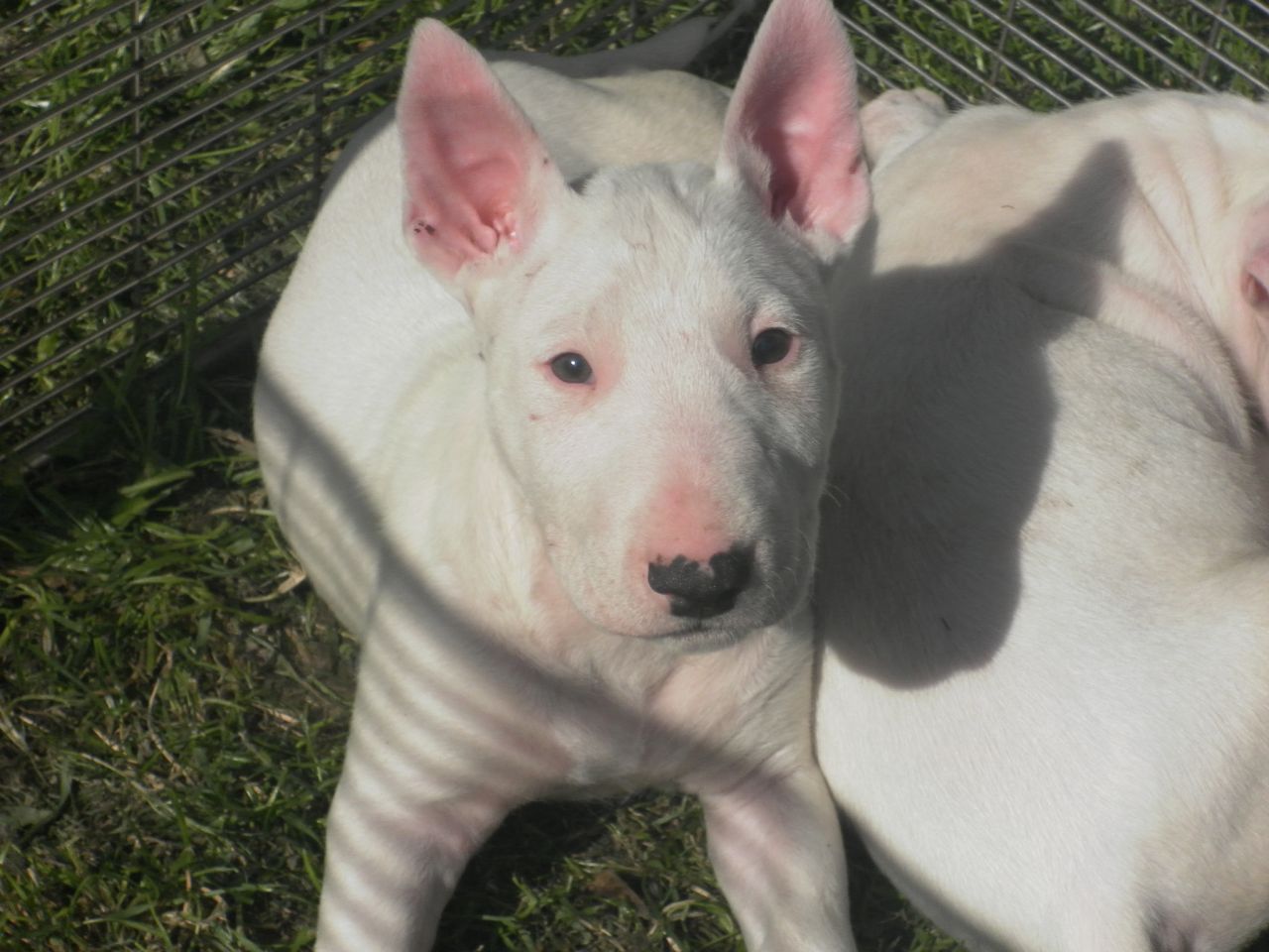 Cheap Bull Terrier Puppies Picture