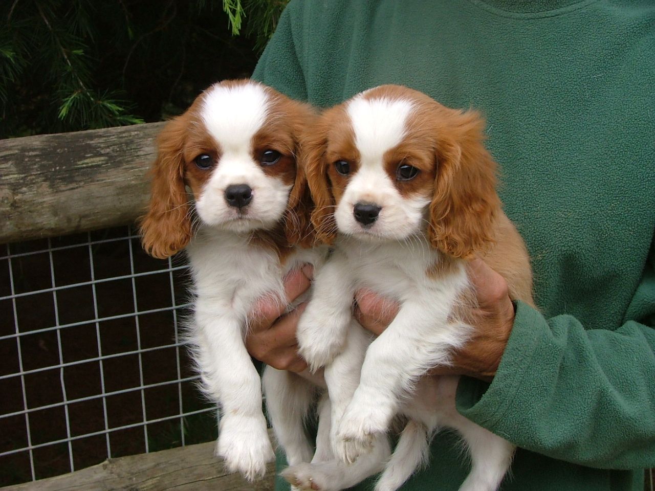 Cheap Cavalier King Charles Spaniel Puppies Picture