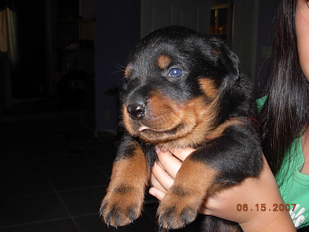 Cheap Rottweiler Puppies Picture Pa