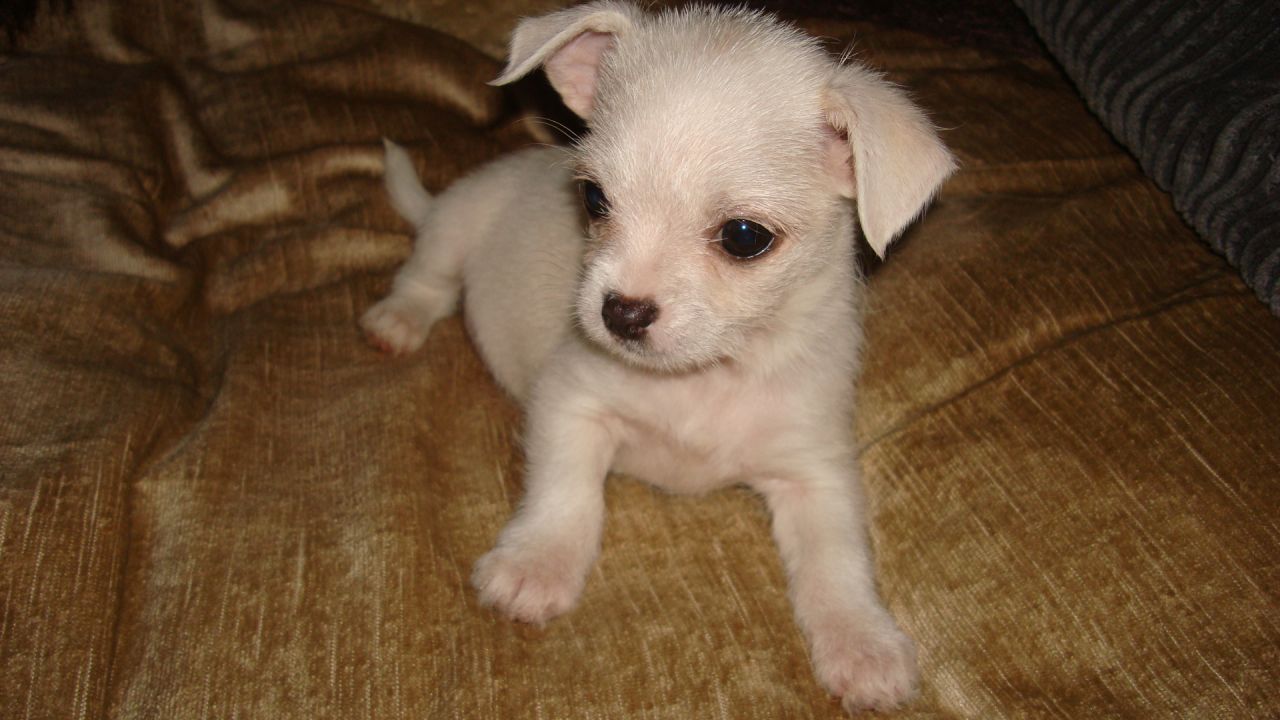 Chihuahua Maltese Mix Puppies Picture