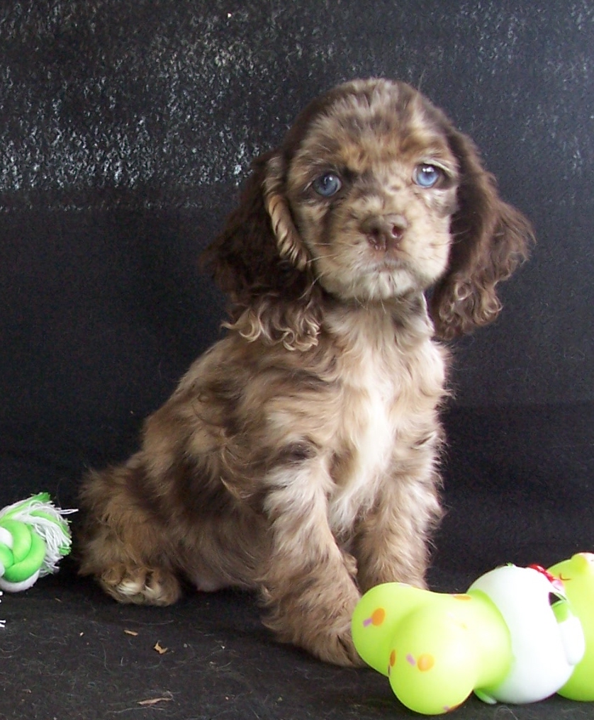 Chihuahua Poodle Mix Puppies Picture
