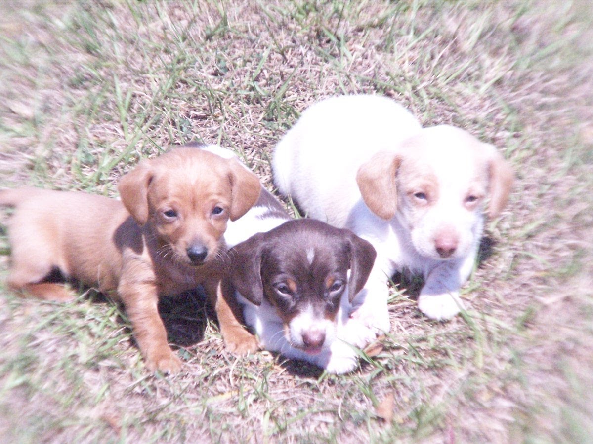 Chihuahua Puppies Picture Raleigh Nc