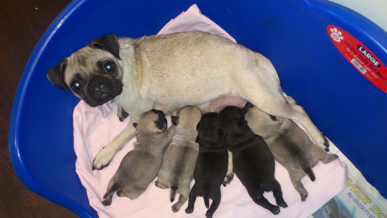 Cute Baby Pugs Picture