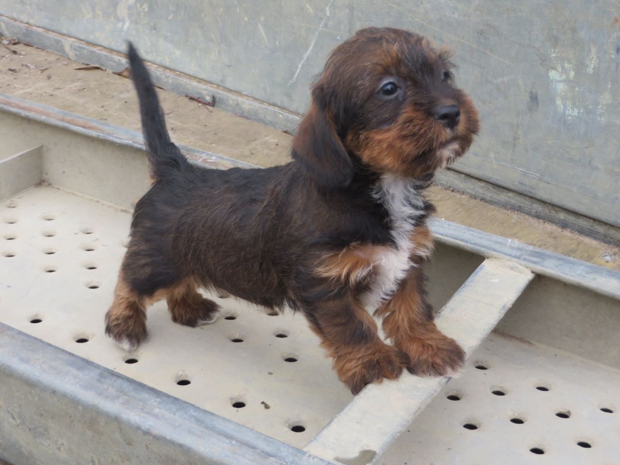 Dachshund Poodle Mix Puppies Picture