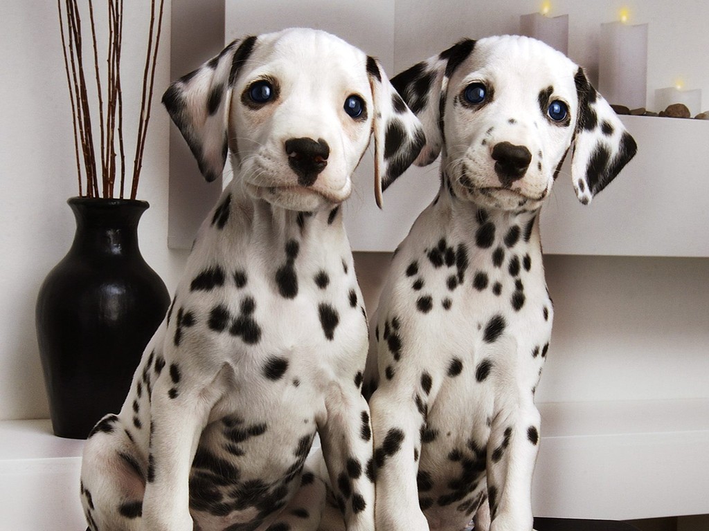 Dalmatian Puppies Picture Kentucky