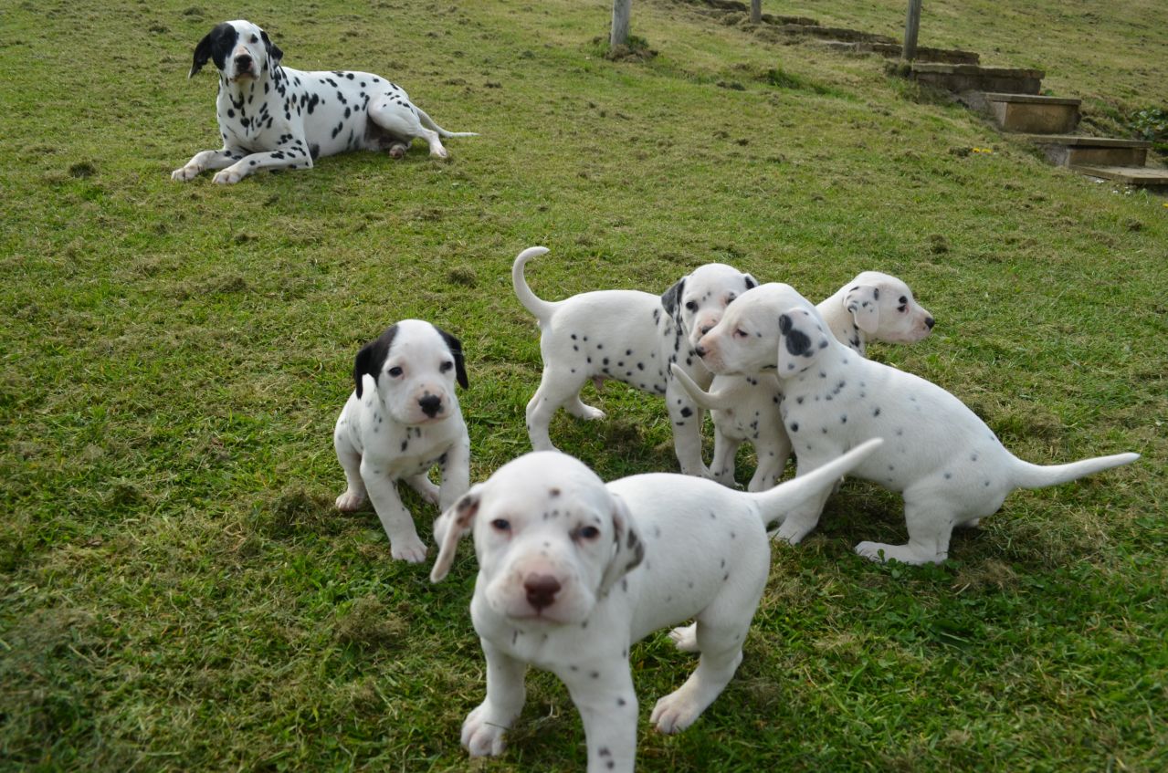 Dalmatian Puppies Picture Ky