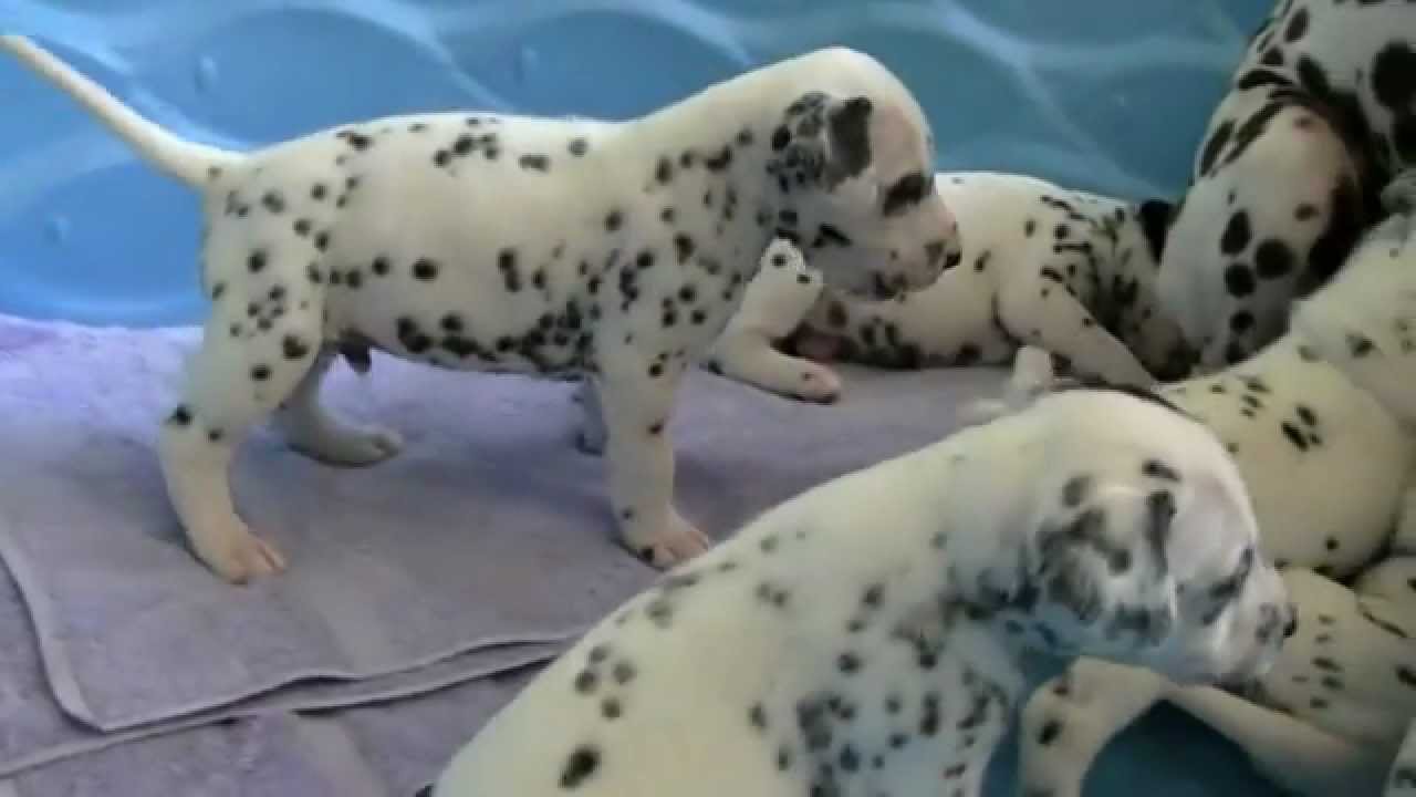 Dalmatian Puppies Picture Md
