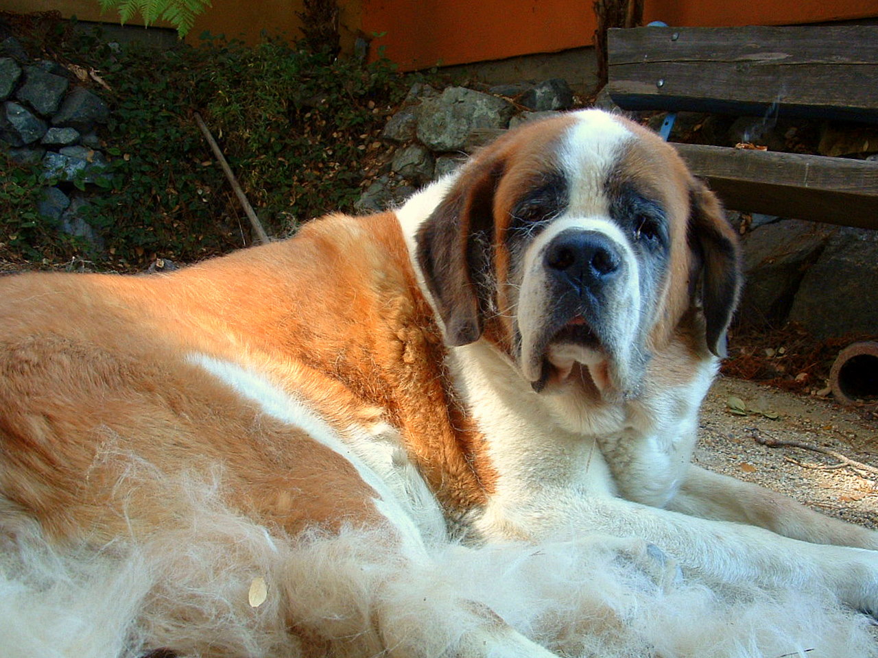 Dry Mouth Saint Bernard Puppies Picture