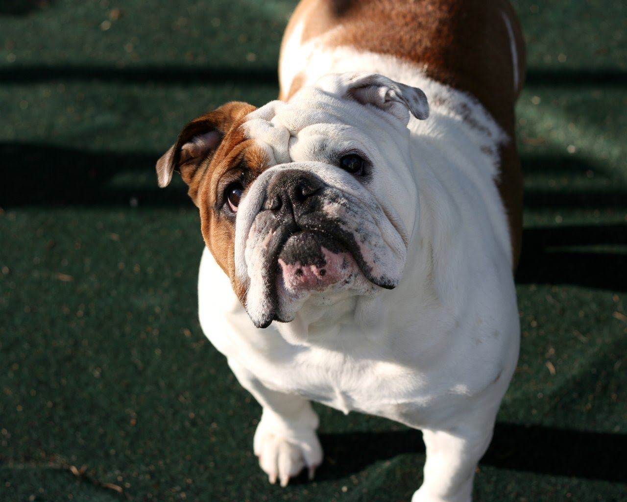 English Bulldogs Picture East Texas
