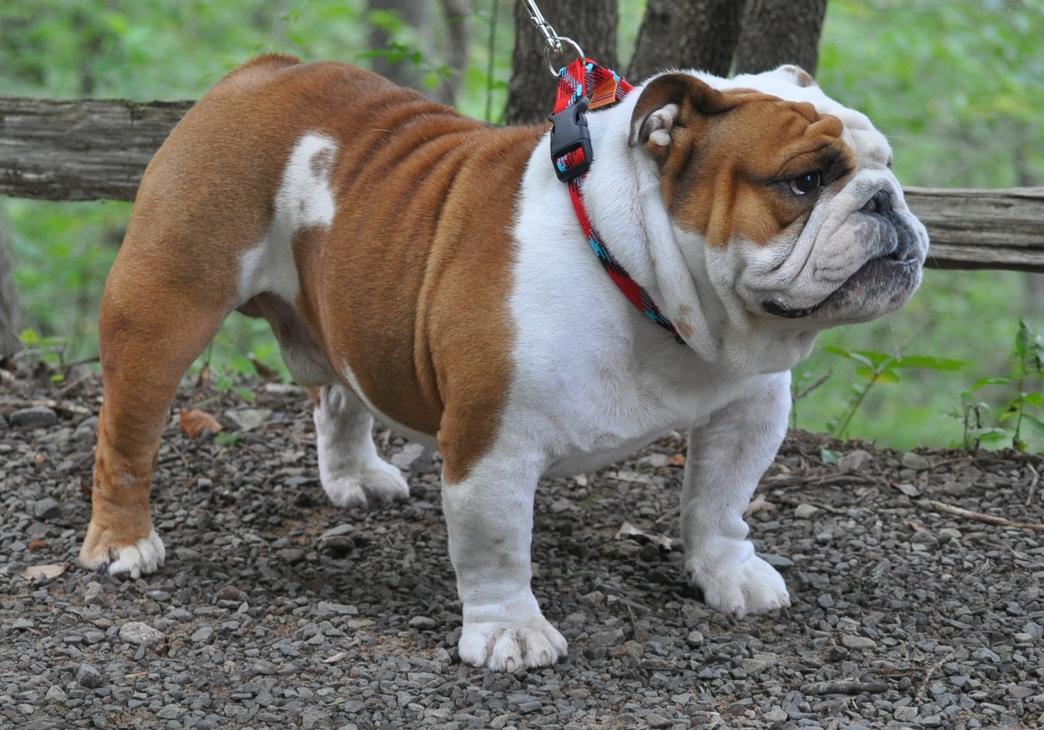 Amazing English Bulldog Breeders Nj in the world Check it out now 