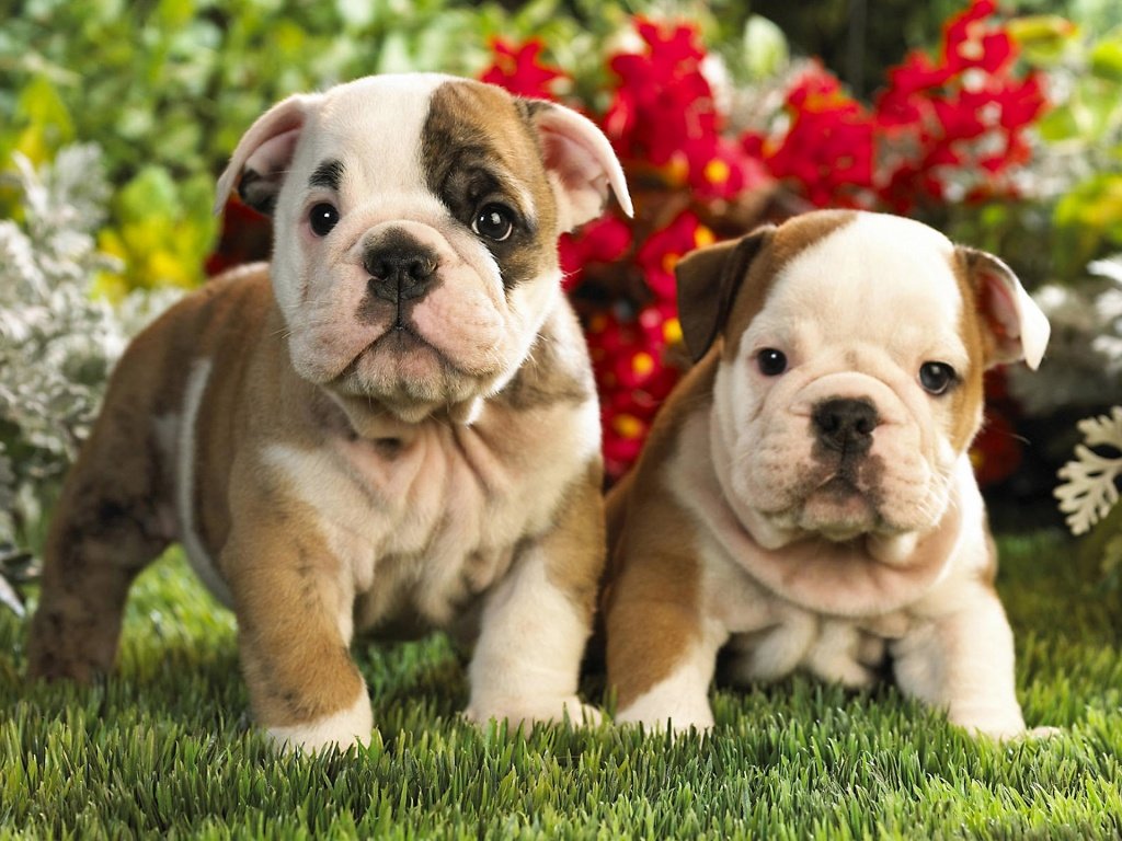 English Bulldogs Puppies Picture Texas
