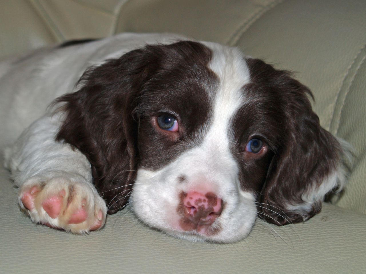 English Springer Spaniel Puppies Picture Wisconsin