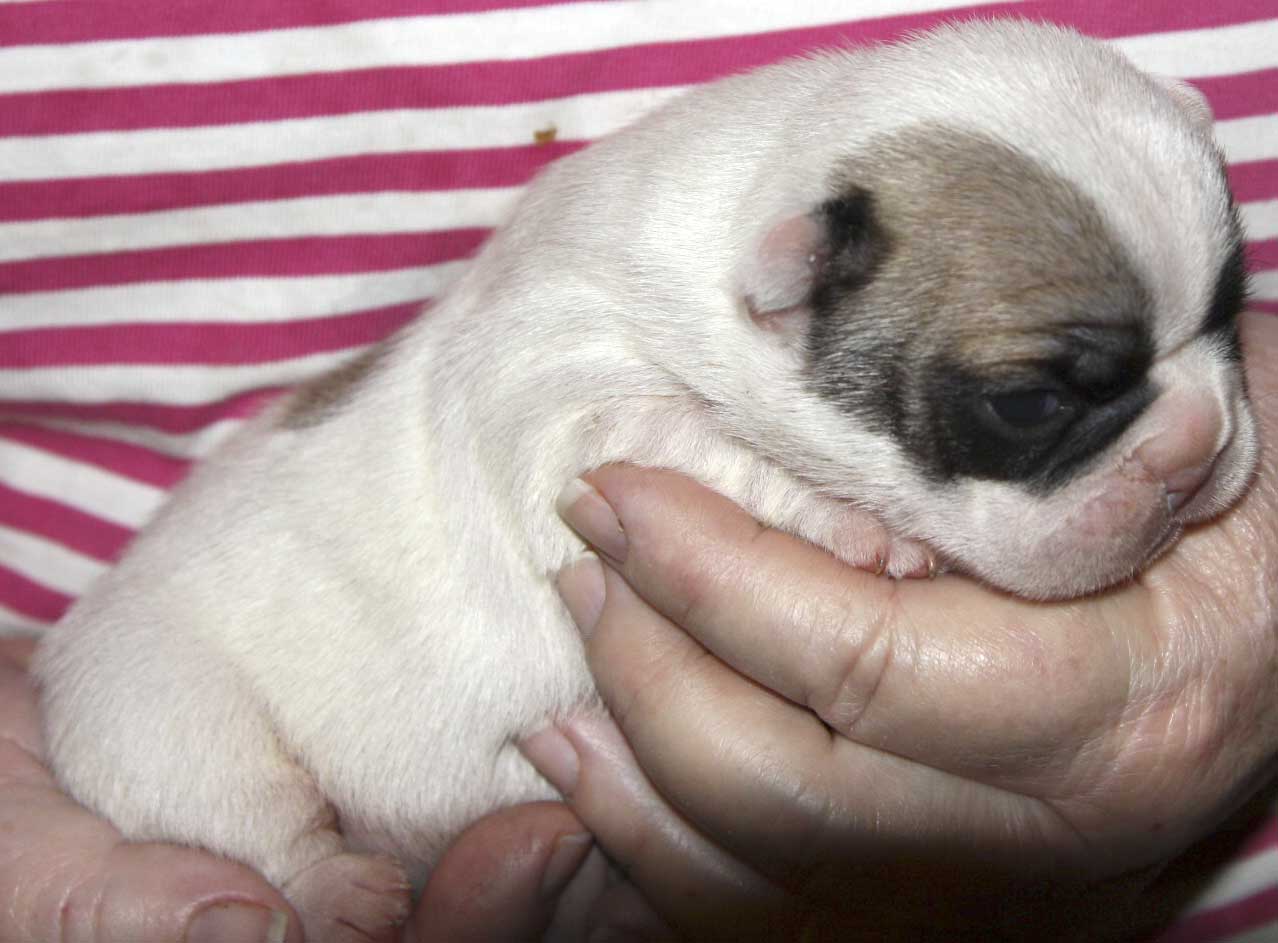 French Bulldog Puppies Picture Mississippi