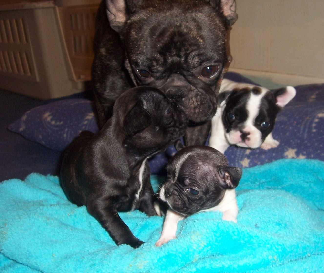 French Bulldogs Picture Kansas