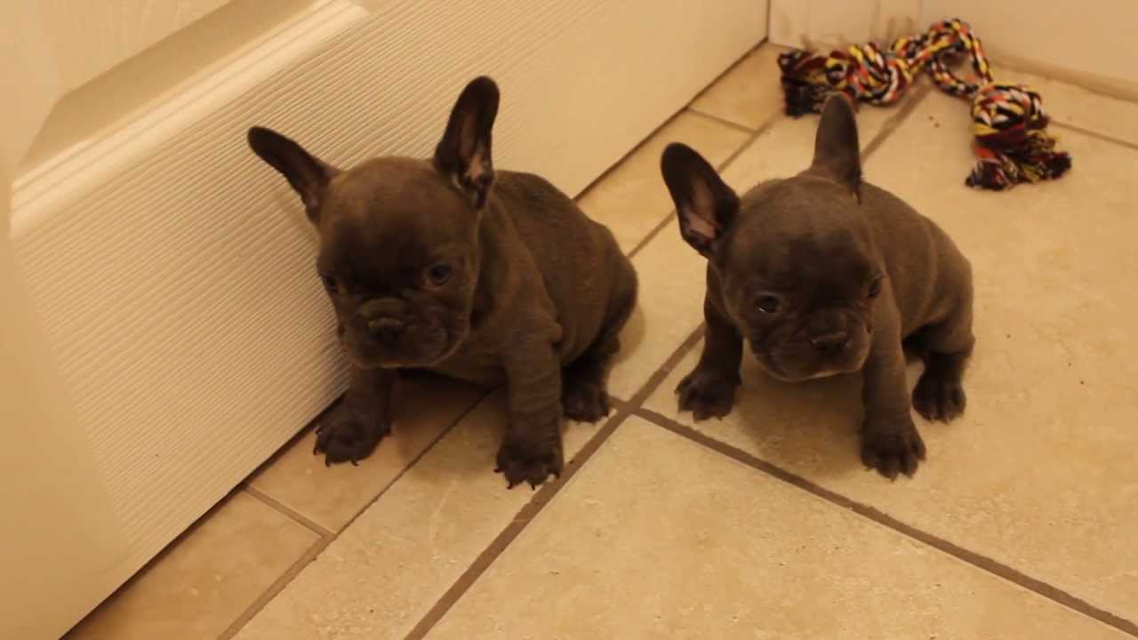 French Bulldogs Picture Nc