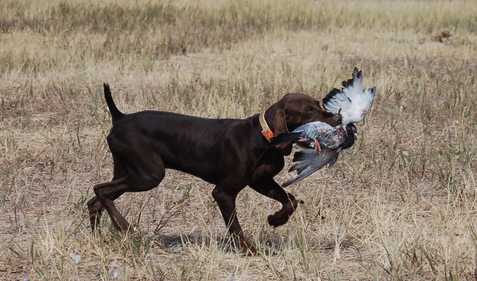 German Shorthaired Pointer Puppies Picture Illinois