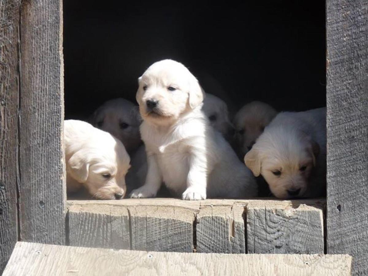 Golden Retriever Puppies Picture Nh