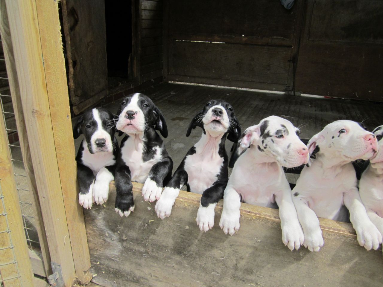 Great Dane Puppies Picture Idaho