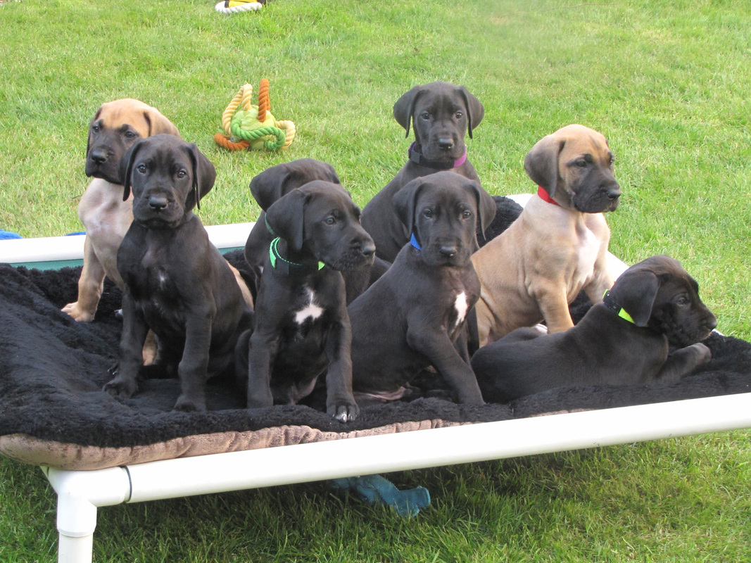 Great Dane Puppies Picture Maryland