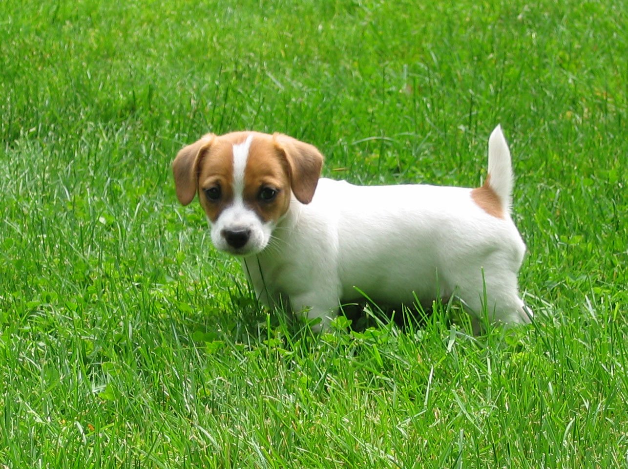 Jack Russell Terrier Picture Florida