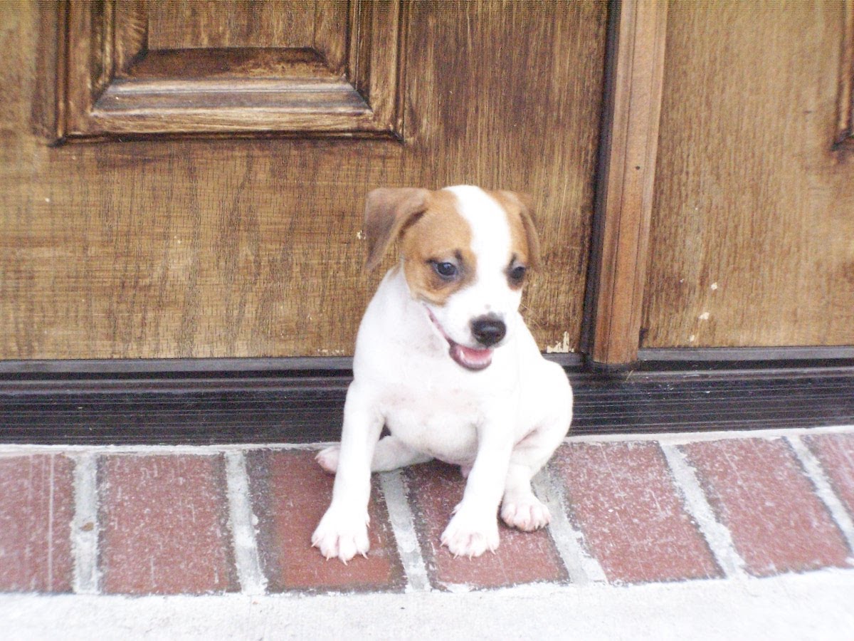 Jack Russell Terrier Picture Michigan