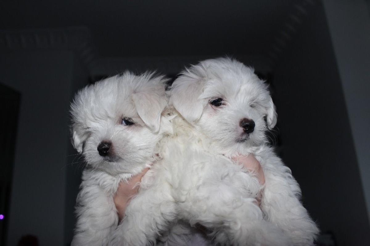 Maltese Puppies Picture Arizona