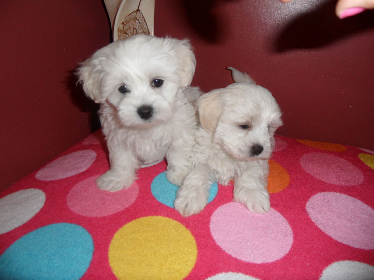 Maltese Puppies Picture Mn