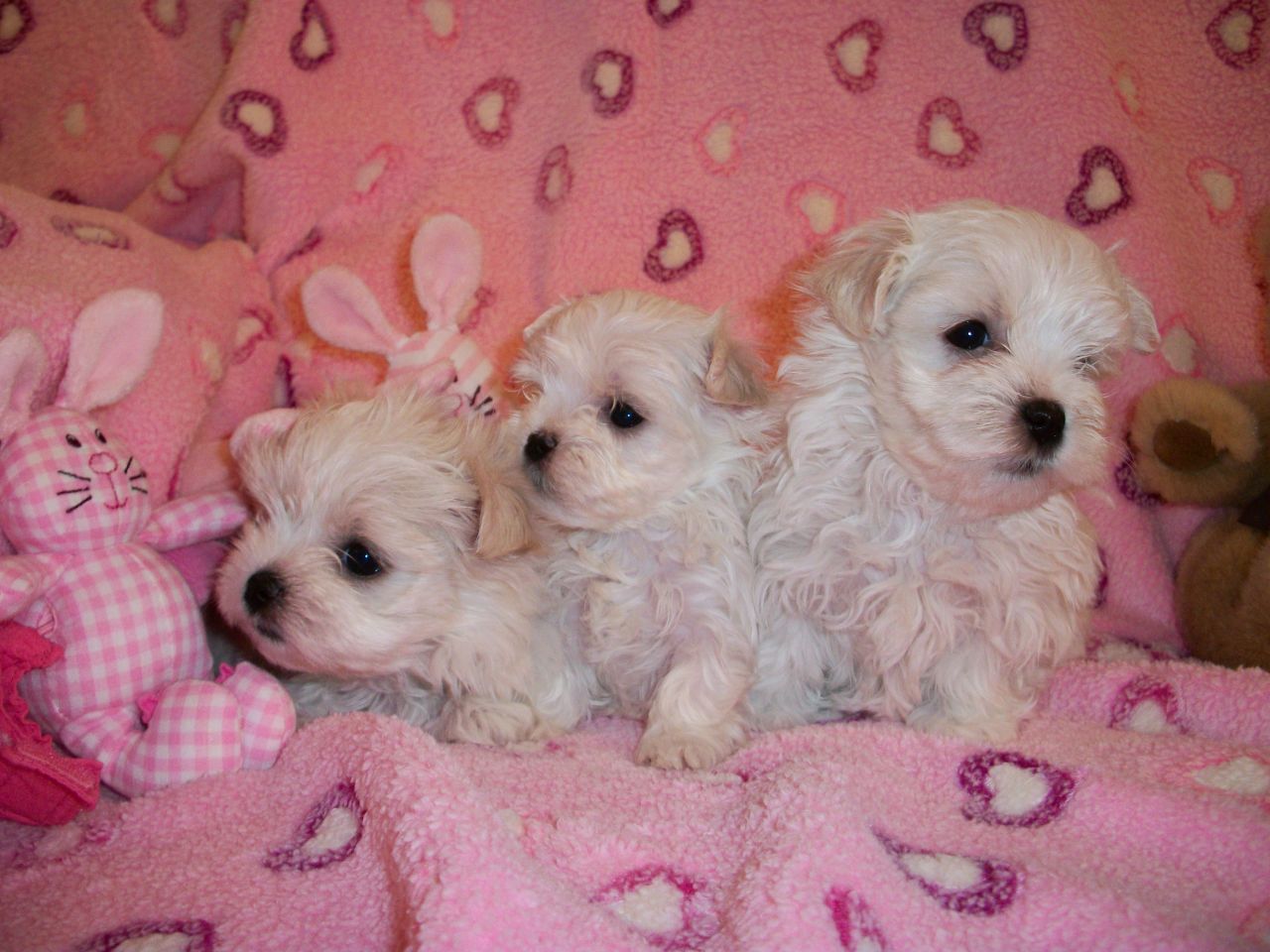 Maltese Puppies Picture Nebraska