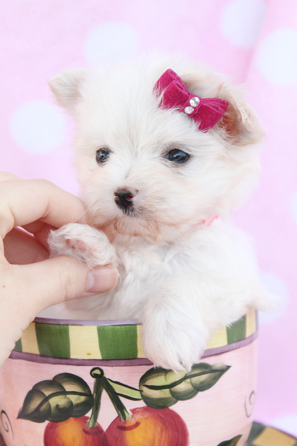 Maltese Puppies Picture South Florida
