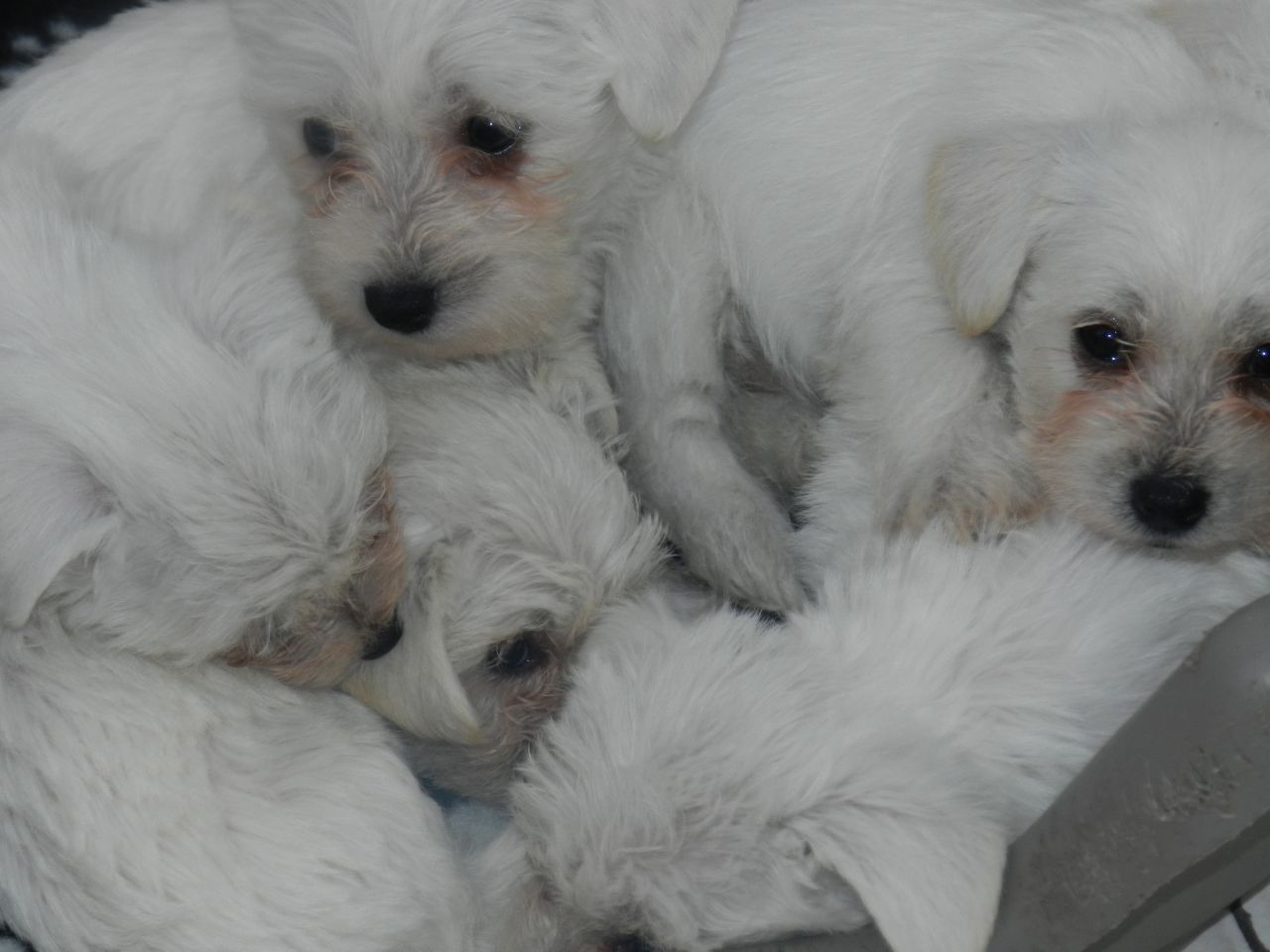 Mini Bichon Frise Puppies Picture
