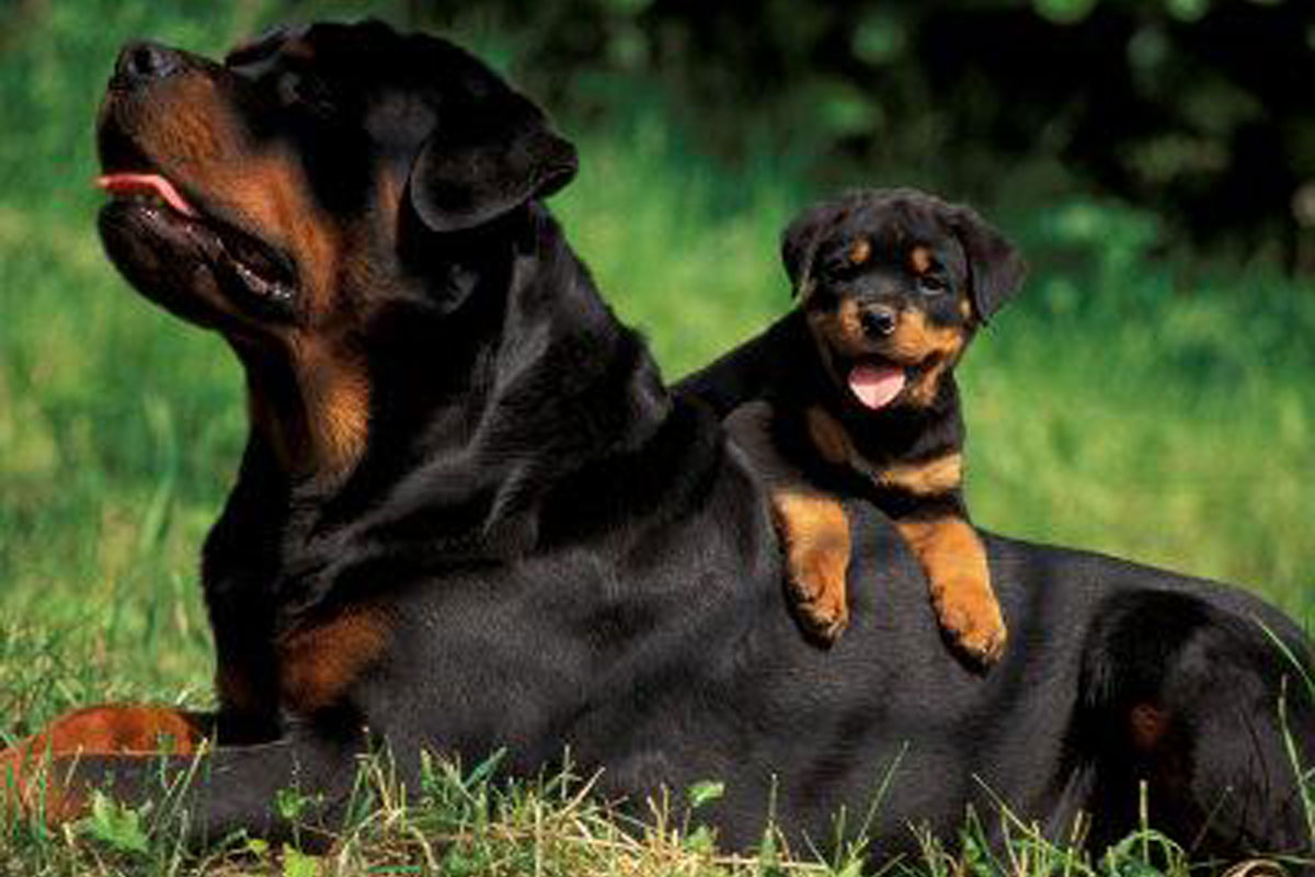 Miniature Rottweiler Puppies Picture