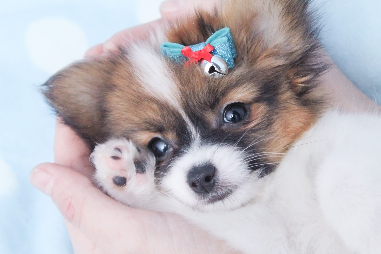 Papillon Puppies Picture Pa
