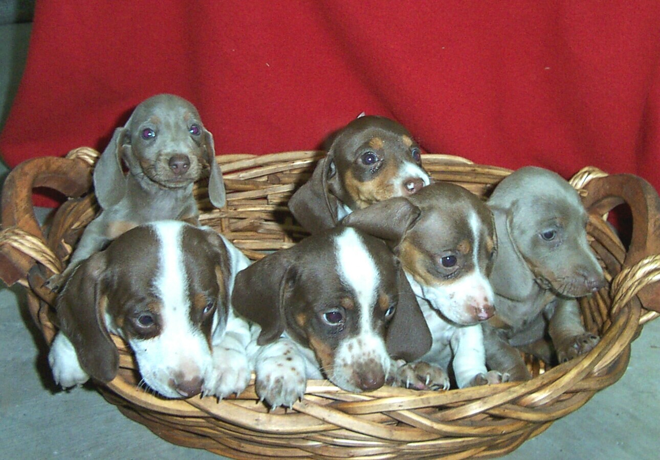 Piebald Miniature Dachshund Puppies Picture