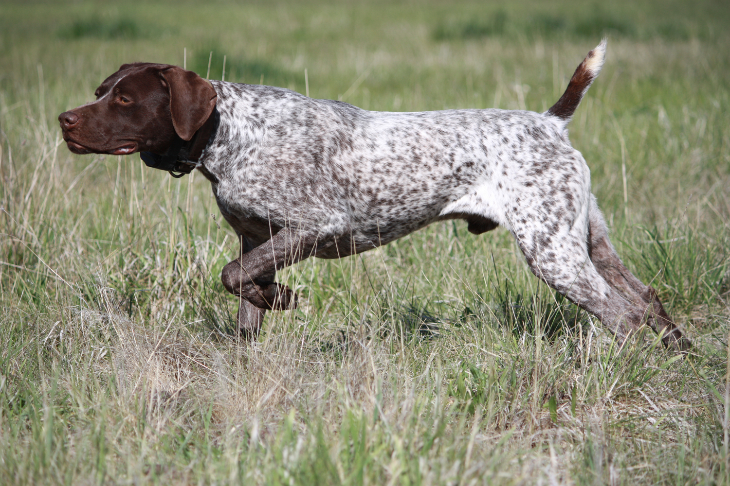 Pointer Bird Dogs Picture