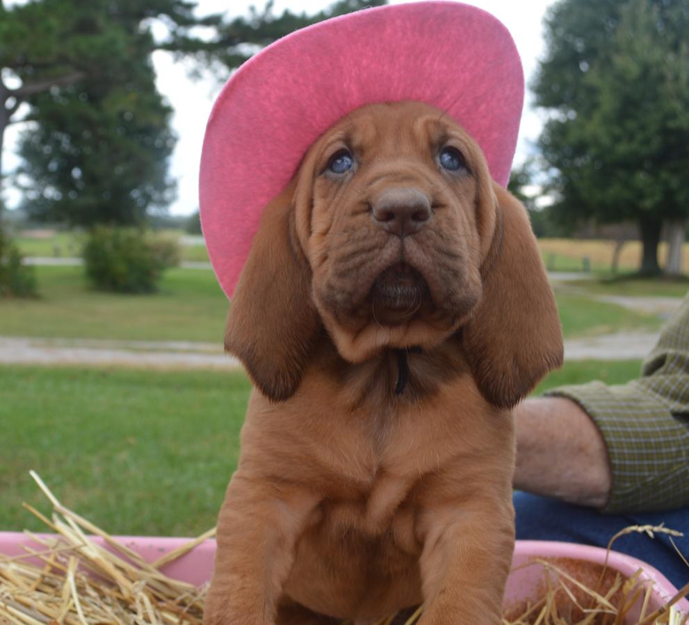 Red Bloodhound Puppies Picture