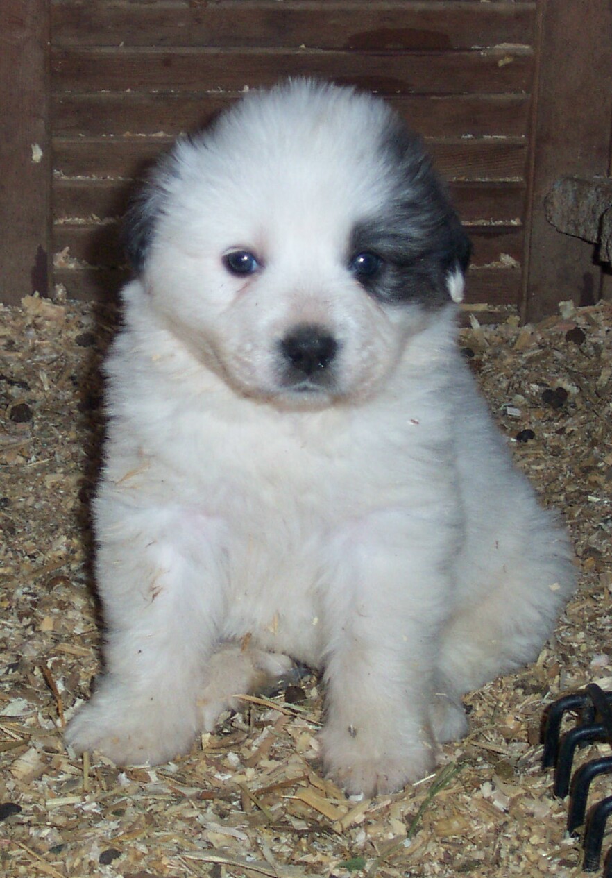 Registered Great Pyrenees Puppies Picture